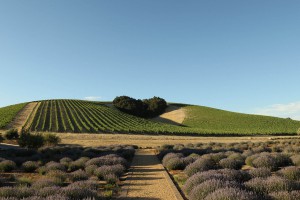 Bootjack Ranch 89 acres | paso robles geneseo district